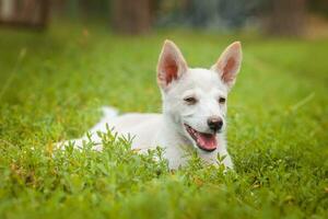 Cute and alert white puppy sitting in lush green grass. photo