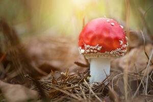 Amanita muscari, fly agaric beautiful red-headed hallucinogenic toxic mushroom. photo