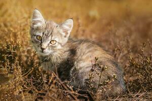 Gray striped cat walks on a leash on green grass outdoors.. photo