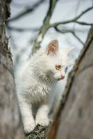 blanco gato con azul ojos sentado en desnudo árbol rama foto