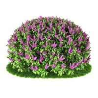 Flower plants in the garden. High quality 3D rendering results. photo