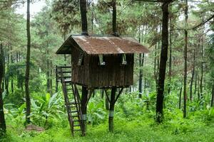 tree house in the middle of the forest photo