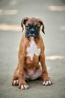 Boxer dog puppy full height portrait at outdoor park walking, footpath background photo