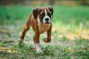 Boxer dog puppy full height portrait at outdoor park walking, green grass background photo