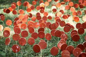 Red lollipops on stick against green grass, outdoor land art objects for environmental concept photo