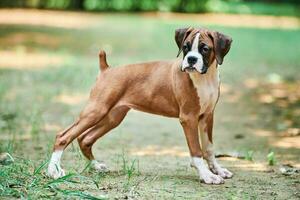 Boxer dog puppy full height portrait at outdoor park walking, green grass background photo