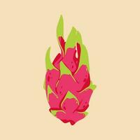 Colored vector illustration of  dragon fruit. For cosmetic package design, medicinal herb, treating, half care, prints. Design element  for fabric, textile, clothing, wrapping paper, wallpaper