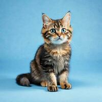 AI Generative Images - Cute Cat Studio Photography photo