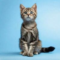 AI Generative Images - Cute Cat Studio Photography photo