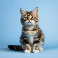 AI Generative Images - Cute Cat Studio Photography photo