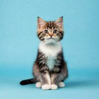 AI Generative Images - Cute Cat Studio Photography photo