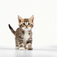 AI Generative Images - Cute Cat Studio Photography photo