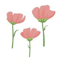 Modern botanical drawing of cosmos flowers in flat simple style. Colored flat vector illustration of wildflower isolated on white background