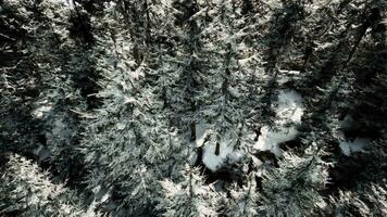 A breathtaking winter forest landscape from above video