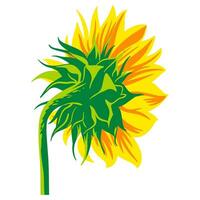 Colored flat vector illustration of  sunflower. For cosmetic package design, medicinal herb, treating, half care, prints. Design element  for fabric, textile, clothing, wrapping paper, wallpaper