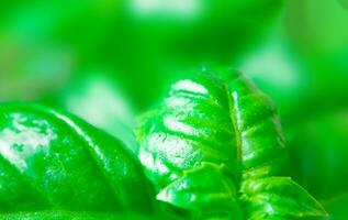 Fresh basil, close up. The concept of healthy eating. Macro photography. Soft focus. photo