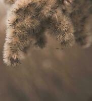 Close-up photo of dried flowers. Soft focus. Natural background.