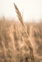 Wheat close up in a field on a background of foggy sky. photo