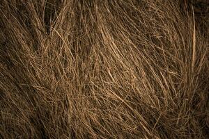 Background from dry grass. Background for design. Place for text. photo