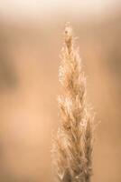 Wheat up close. Soft focus. Natural background. Macro photo