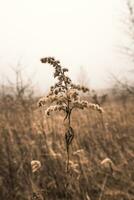 Dry flowers in a field on a background of misty sky. photo