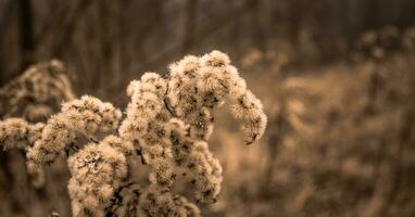 Dried flowers in the field close up. Natural background. Copy space. photo