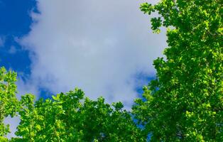 Green branches on a background of blue sky. Copy space. Natural wallpaper. photo