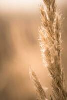 Spider web on wheat. Soft focus. Natural background. Macro photo