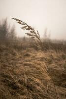 Dry grass in the field on a background of foggy sky. Soft focus. photo