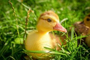 Pato en el césped, cerca arriba. animales vivo en el pueblo foto