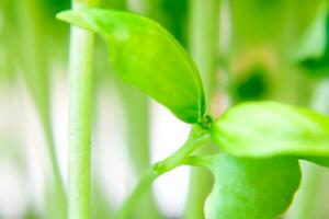 Basil sprout close up. Macro photography. The concept of healthy eating. Soft focus. photo