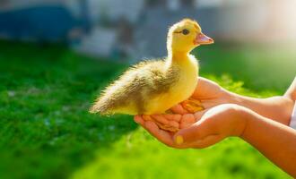 Pato en para niños manos, cerca arriba. niños y animales vida en el pueblo foto