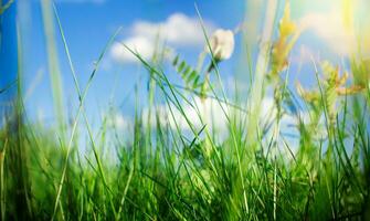 Green grass with blue sky on background. Natural texture. Natural background for design. photo
