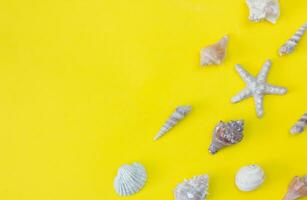 Various seashells on a yellow background. Flat lay. Copy space. photo
