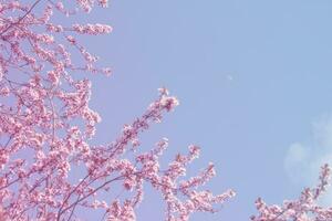 Cherry blossom branch on a background of blue sky. Spring pink flowers. Floral background for design. Copy space. Soft focus. photo