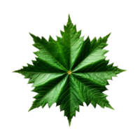 AI generated Green Castor Oil Tree Leaves png