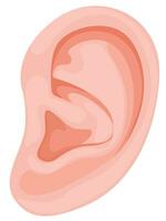 humano oreja, humano cuerpo partes, oído vector icono para web diseño
