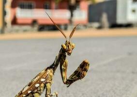 un Orando mantiscia es en pie en el suelo foto