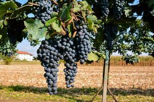 grapes on the vine photo