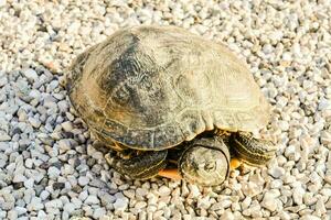 un Tortuga es sentado en grava y mirando a el cámara foto