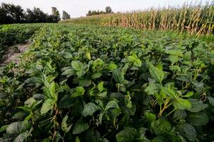 un campo de soja en el medio de un maíz campo foto