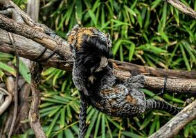 a monkey is sitting on a branch in the zoo photo