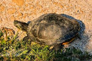 a turtle is walking on the ground near a rock photo