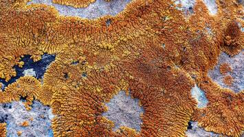 Icelandic lichen on stone macro pattern photo