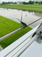 longhorn beetle poses very cool on the bridge in the morning photo