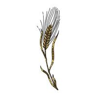 harvest barley sketch hand drawn vector