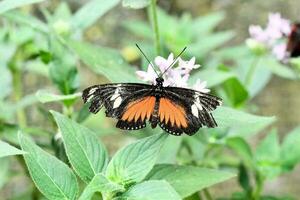 un negro y naranja mariposa en un rosado flor foto