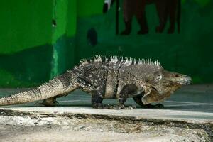 un iguana es caminando en el acera cerca un verde pared foto