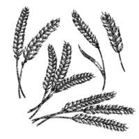 wheat set sketch hand drawn vector