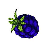 raw blackberry sketch hand drawn vector